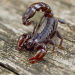 دعای عقرب برای چیست؟ طلسم عقرب دعای عقرب برای چیست؟ طلسم عقرب