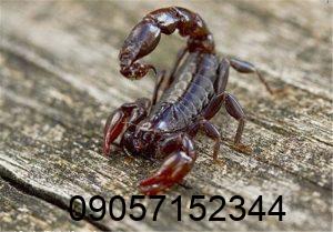 دعای عقرب برای چیست؟ طلسم عقرب