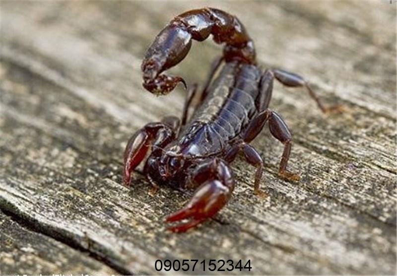 دعای عقرب برای چیست؟ طلسم عقرب