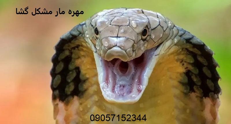 دعای مهره مار کبیره مشکل گشا